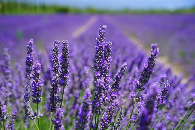 Smoke Smell in Fire Try Lavender